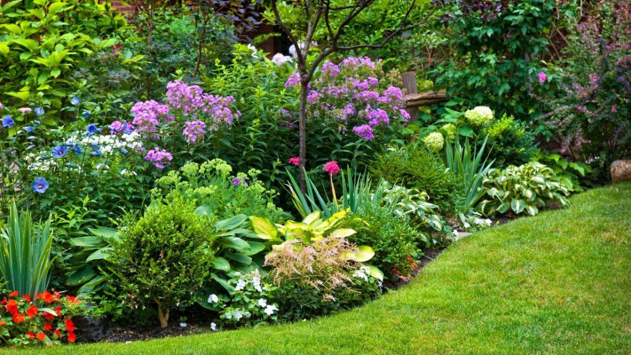 Jardin : comment choisir vos plantes vivaces ?